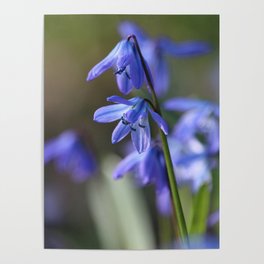 Blue Scilla siberica ,Wood Squill, Flowers Poster