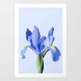 Iris Blue | Flower Photography | Floral | Nature | Landscape Art Print