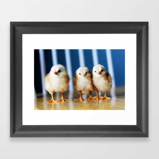 buckeye chicks Framed Art Print