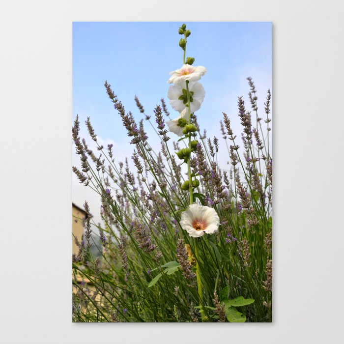 Tuscany Wildflowers Canvas Print