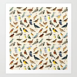 Great collection of birds illustrations  Art Print