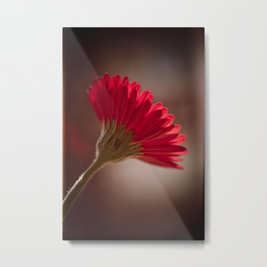 Gerbera Metal Print