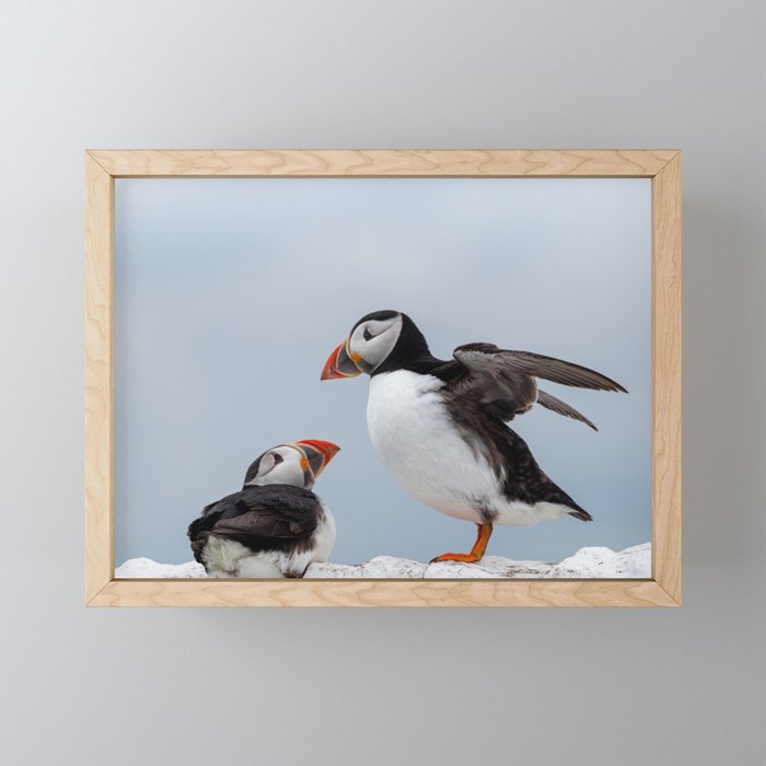Two Puffins looking at each other Framed Mini Art Print