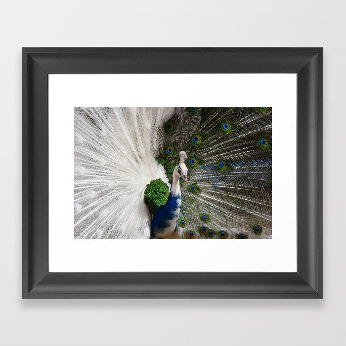 Blue White Peacock Framed Art Print