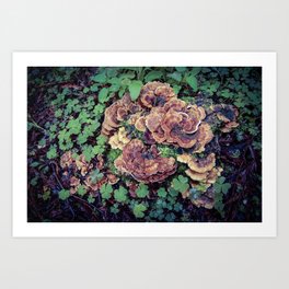Turkey Tail Mushroom Art Print | Nature, Mycology, Turkeytailmushroom, Outdoors, Mushroom, Fungus, Medicinal, Fungi, Color, Digital 