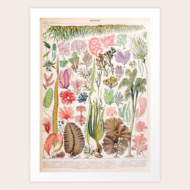 Adolphe Millot Algues French Vintage Poster Art Print By Dejavustudio Society6