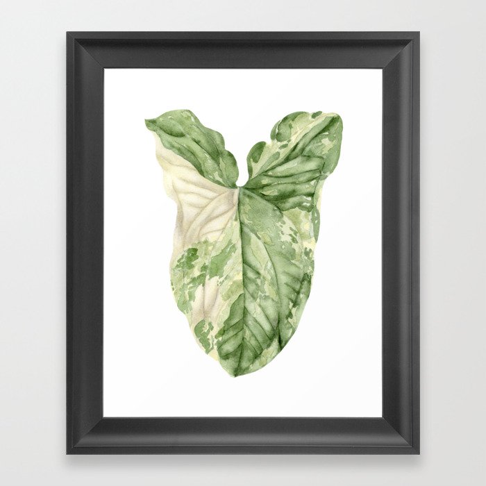 Syngonium Albo Variegata Watercolor Leaf Painting Framed Art Print