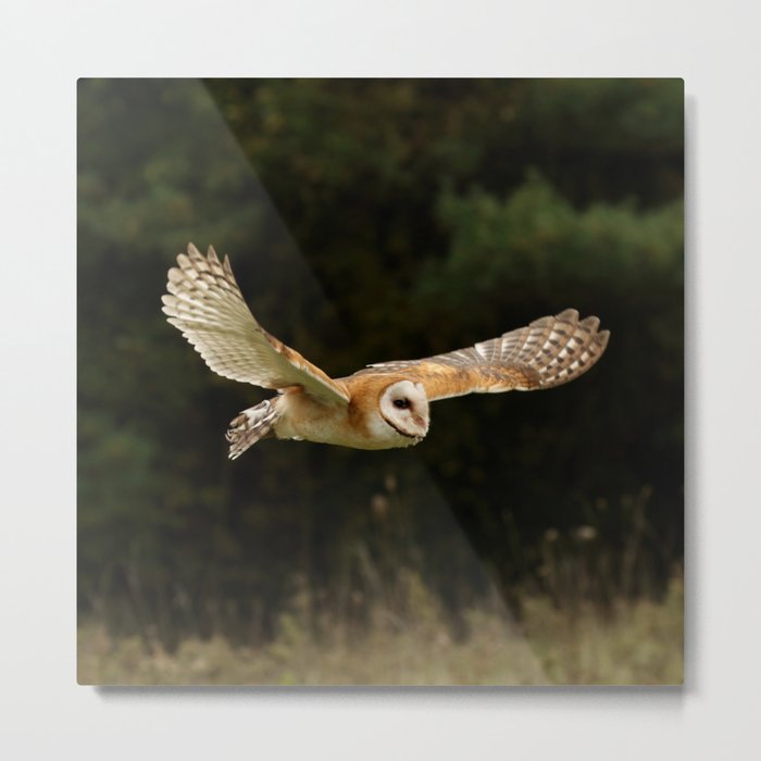 Beautiful barn owl Metal Print