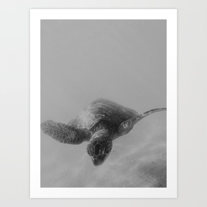 sea turtle black and white photography