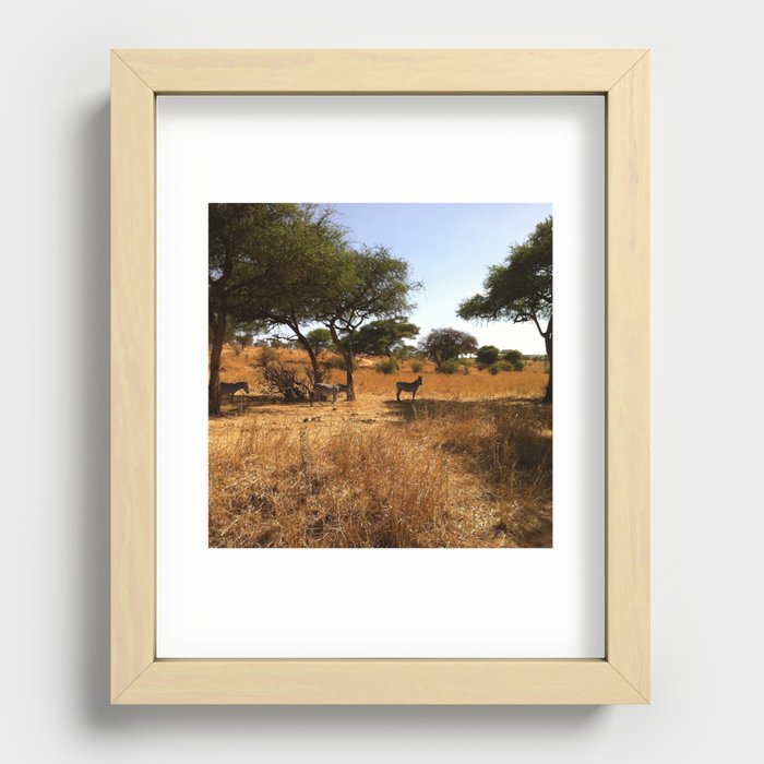 South Africa Photography - Zebras Under Acacia Trees  Recessed Framed Print