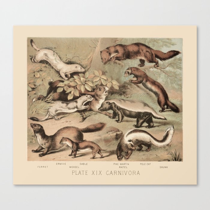 Mustelids Canvas Print