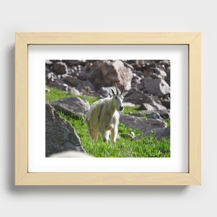 Goats and Goats and Goats (53) Recessed Framed Print