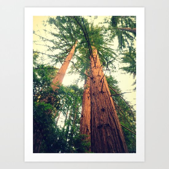 Redwoods Art Print
