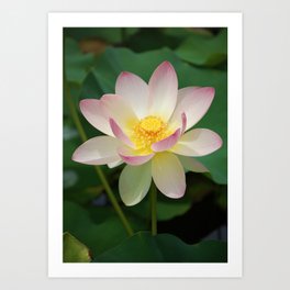 Lotus Blossom Flower 4 Art Print
