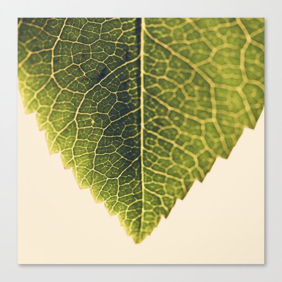 green leaf abstract Canvas Print