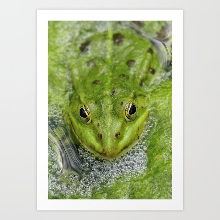 Green frog in pond Art Print