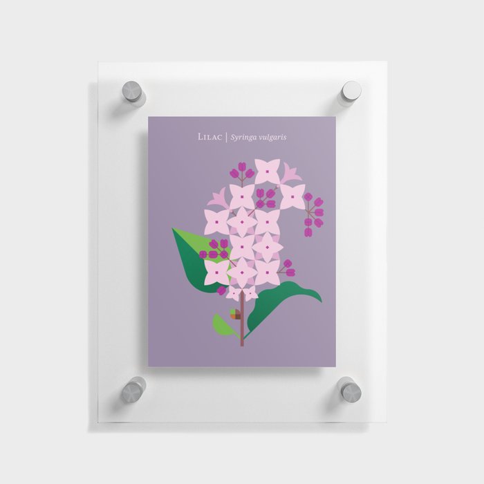 Lilac Floating Acrylic Print