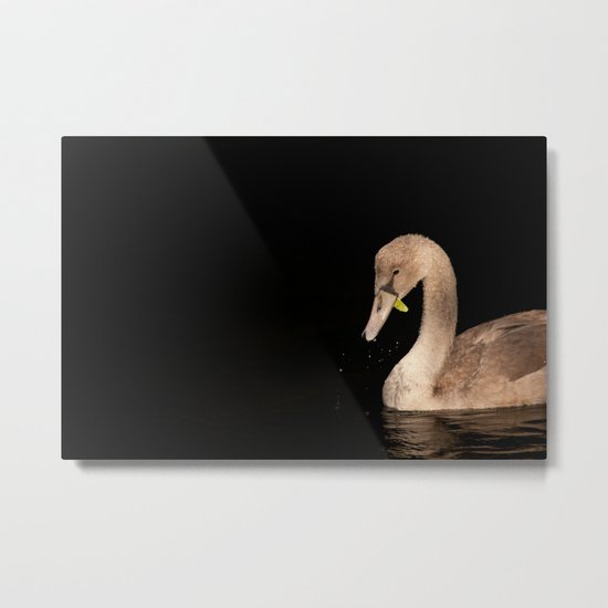 Young Swan Metal Print