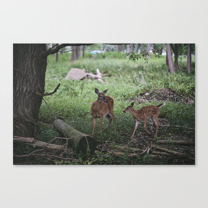 oh, deer Canvas Print