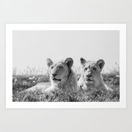 Lion Photography | Cubs | Twins | Love | Animal Art Print