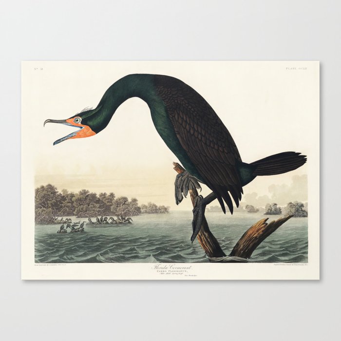 Florida Cormorant from Birds of America (1827) by John James Audubon  Canvas Print