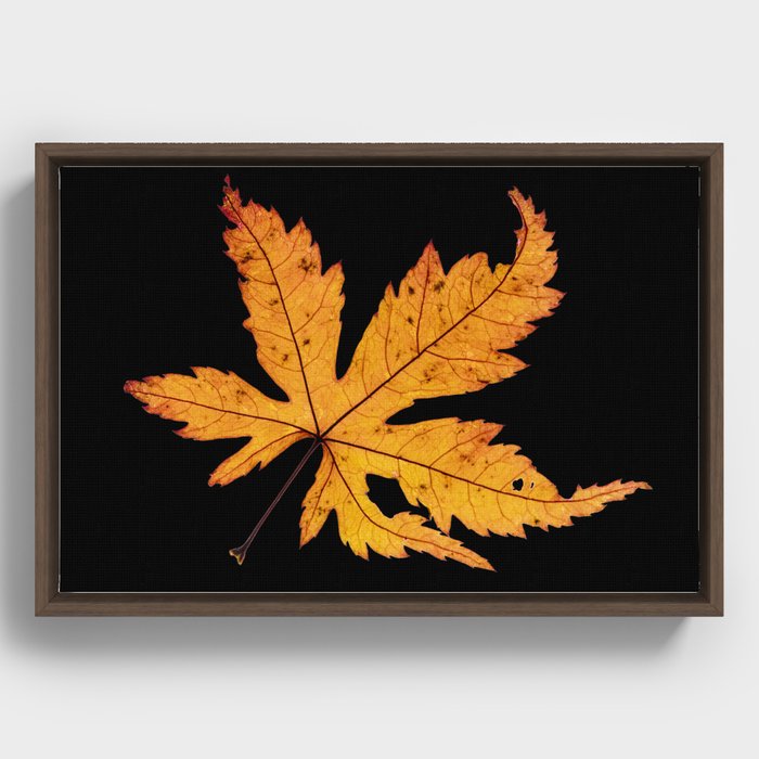 Japanese maple Framed Canvas