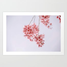 Cherry Blossoms / 10 Art Print