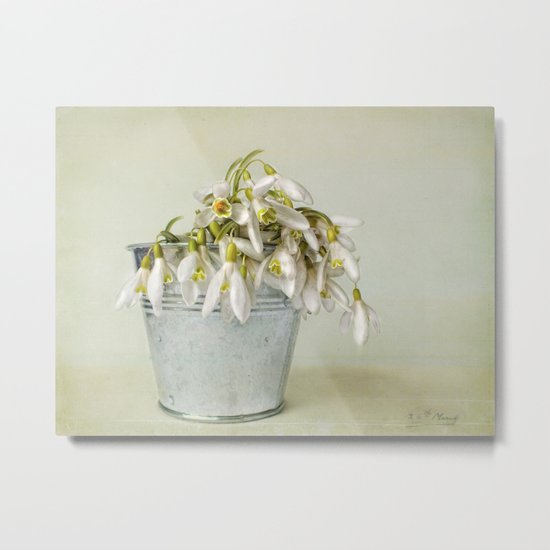 snowdrops N°2 Metal Print