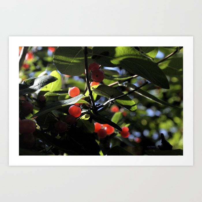 Jane's Garden - Sunkissed Red Berries Art Print
