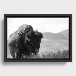 Black and White Bison Framed Canvas