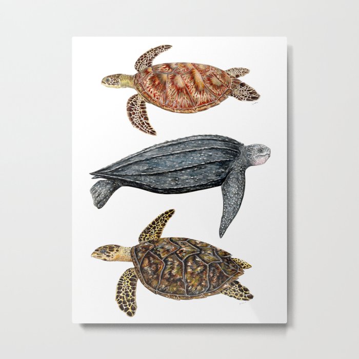 Green, leatherback and hawksbill sea turtles Metal Print