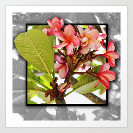 Pink Frangipani Art Print