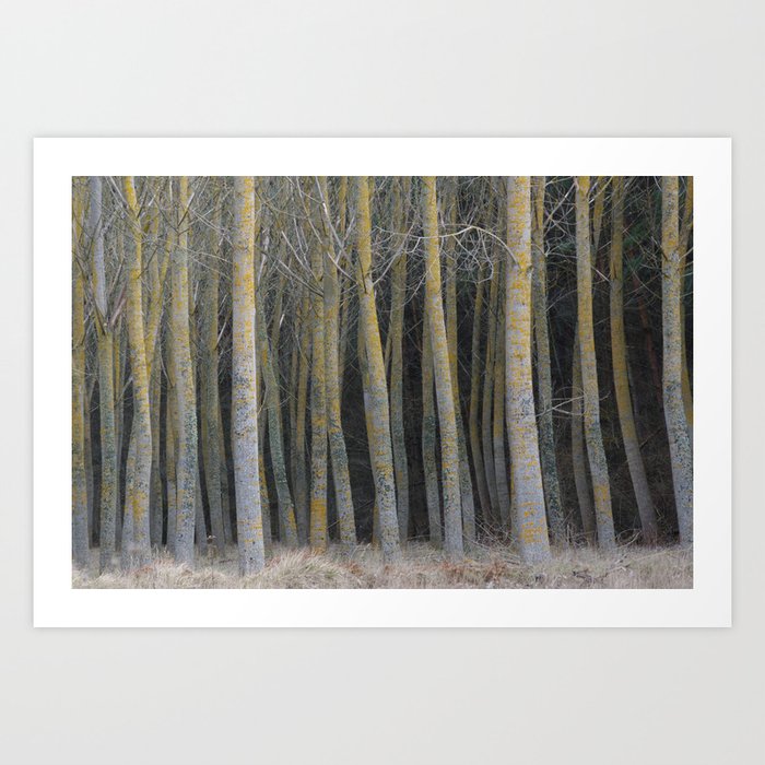 forest Art Print