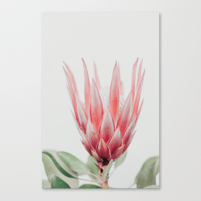 King Protea flower - Minimal Pink Red Flower photography by Ingrid Beddoes Leinwanddruck