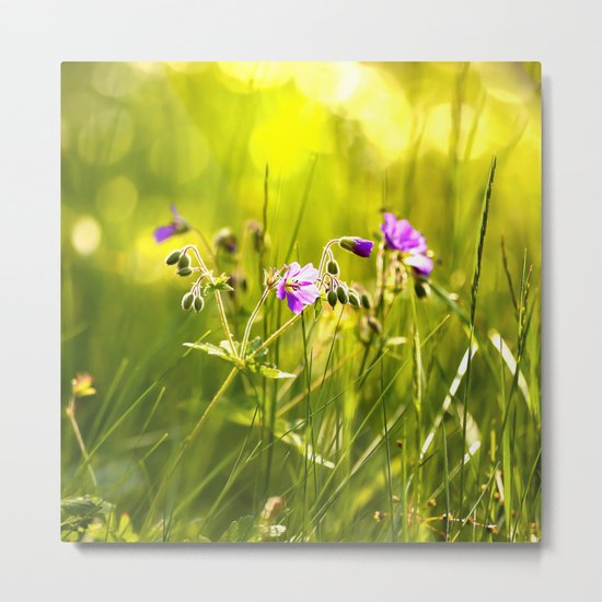 Beautiful meadow flowers - geranium on a sunny day - brilliant bright colors Metal Print