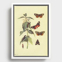 Vintage Scientific Wood and Scarlet Tiger Moths Illustration Print Framed Canvas