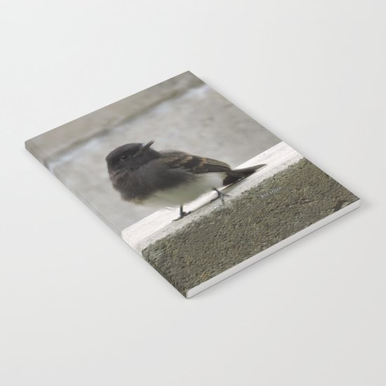Young Black Phoebes Notebook