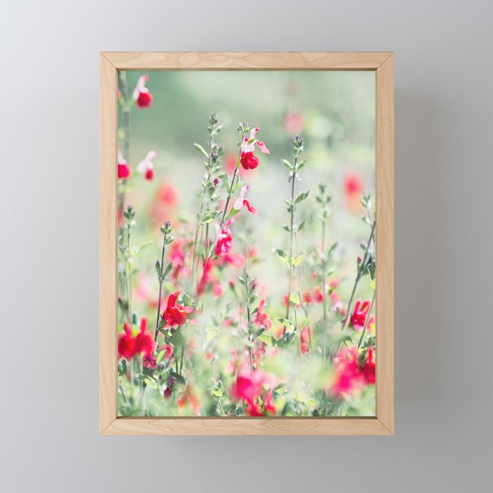 Flowering Autumn Sage Framed Mini Art Print