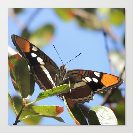 California Sister Butterfly on Oak Leaves Canvas Print