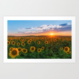 Sunset over sunflowers	 Art Print