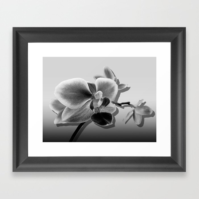 Orchid in Black and White Contemporary Art A537 Framed Art Print