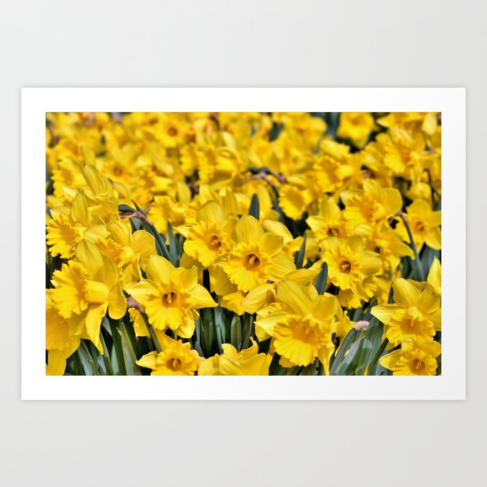 Yellow Narcissus Flowers Art Print