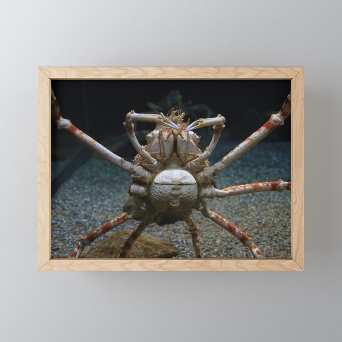 Alaskan King Crab Framed Mini Art Print