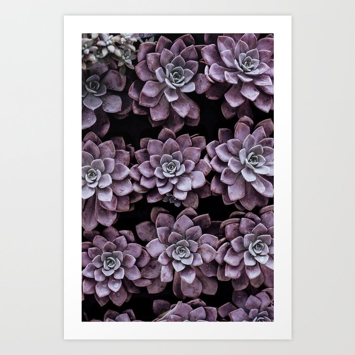 Violet Succulents Art Print