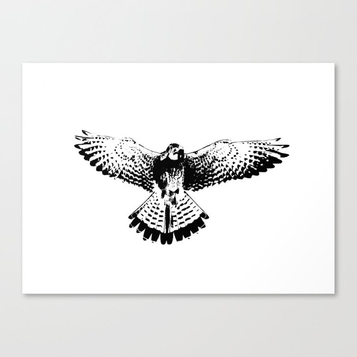Kestrel flapping its wings Canvas Print