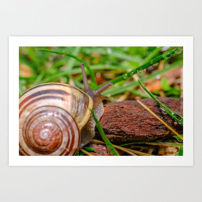 Springtime Snail Photograph Art Print