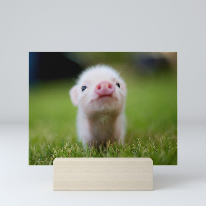Little Pig Mini Art Print
