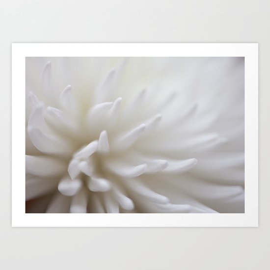 Chrysanthemum Art Print