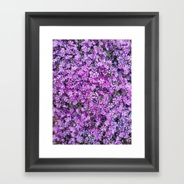 Bright Purple Creeping Phlox Framed Art Print