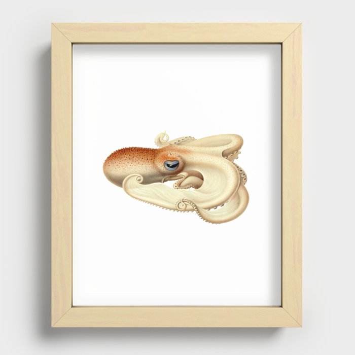 The Angel octopus, (Velodona togata) Recessed Framed Print